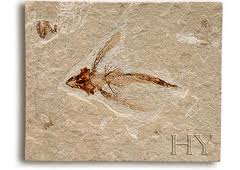 Uçan Balıklar Darwinist Spekülasyonlara Malzeme Olamadı