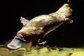 Platypus Darwinist Spekülasyonlara Malzeme Olamadı