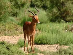 2 Saniyede 62 km Hıza Ulaşabilen Boğa Antilopları