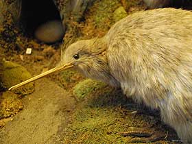Kiwi Kuşunun Avlanma Tekniği
