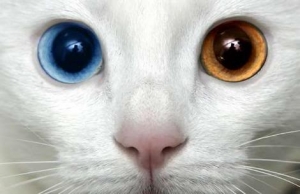 Kedilerin Özel Gözleri
