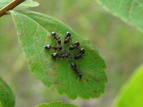 Yaprak Bitlerini Evcilleştiren Karıncalar