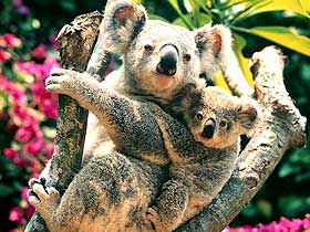 Koalalar