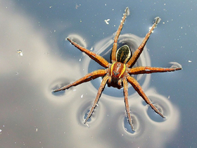 Su Örümcekleri Nasıl Hava Alır?