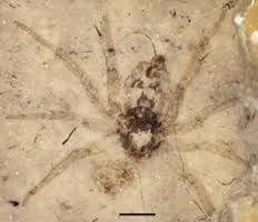 Çin”de 160 Milyon Yıllık Örümcek Fosili Bulundu
