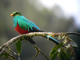Yağmur Ormanlarının Gösterişli Kuşu: Quetzallar