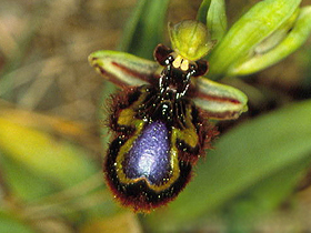 Taklit Yapan Orkideler