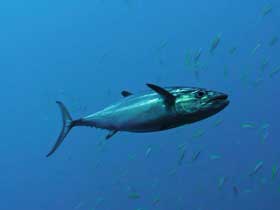 Sürekli Yüzen, Hiç Dinlenmeyen Tuna Balıkları