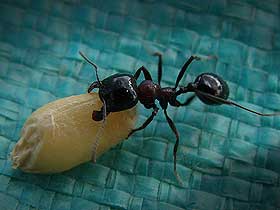 Karıncalar İncir Tohumlarını Nasıl Yayar?