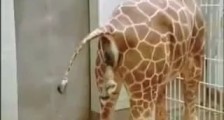 Zürafa Doğumu Video