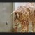 Zürafa Doğumu Video