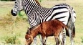Üstü eşek’e , Altı Zebra’ya Benziyor