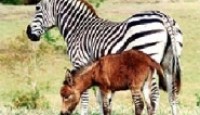 Üstü eşek’e , Altı Zebra’ya Benziyor