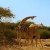 Zürafa Kavgası