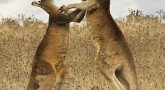 Kanguru Çifleşmesi ( Hayvanat Bahçesinde )